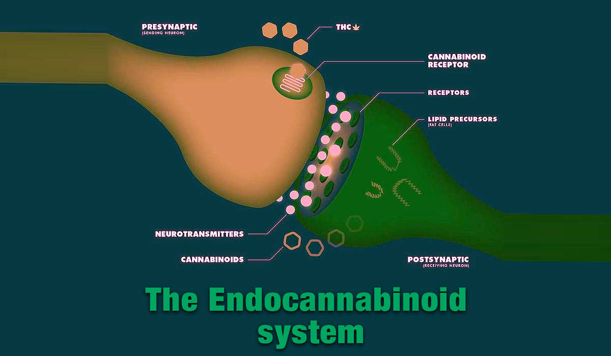 endocannabinoid-system